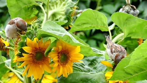 le moineau