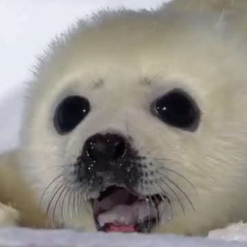 New Born Baby Seal