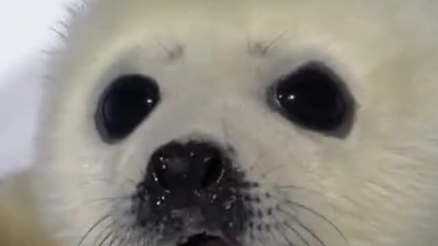 New Born Baby Seal