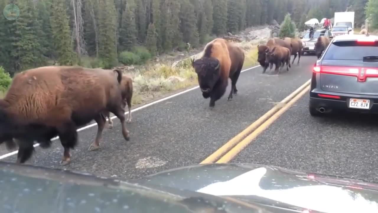 Bison Attack In Yellowstone National Park On Car