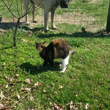 Kanochi Ninja vs Oberon of Glasgow #Mastiff