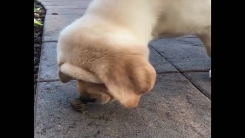 Funny Puppy-Retrievers Make It Better