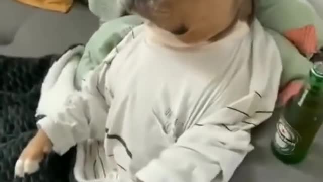 The cute dog is so hit