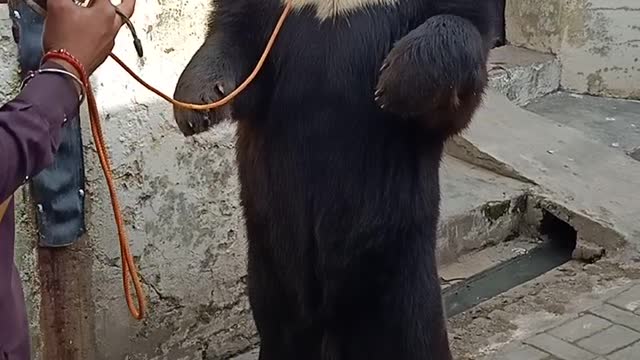 Amazing Big Black Bear Dancing on dram Sound