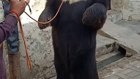 Amazing Big Black Bear Dancing on dram Sound