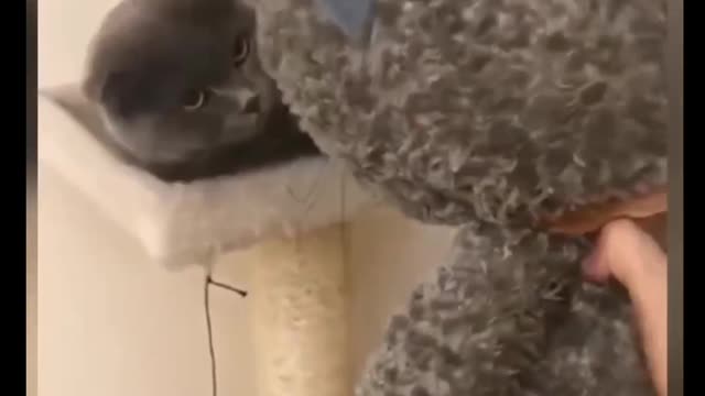 Cat Comedy Video Cat Funny video Part49 #CatShort #CatVideo