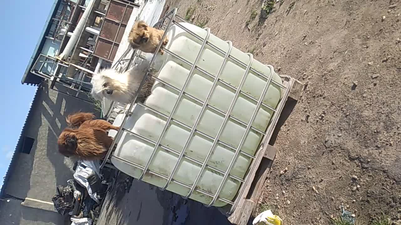 The best 3 short dogs that combine beauty and snitching