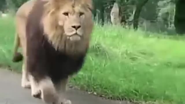Rumble Great Beautiful Lion Suddenly Comes on The Road