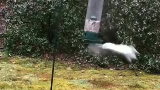 Funny Squirrel must watch