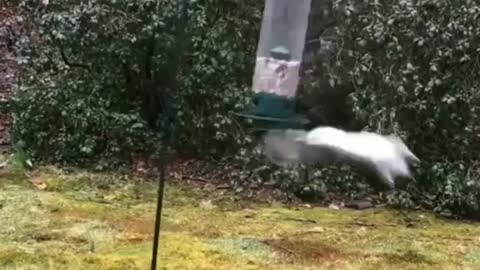 Funny Squirrel must watch