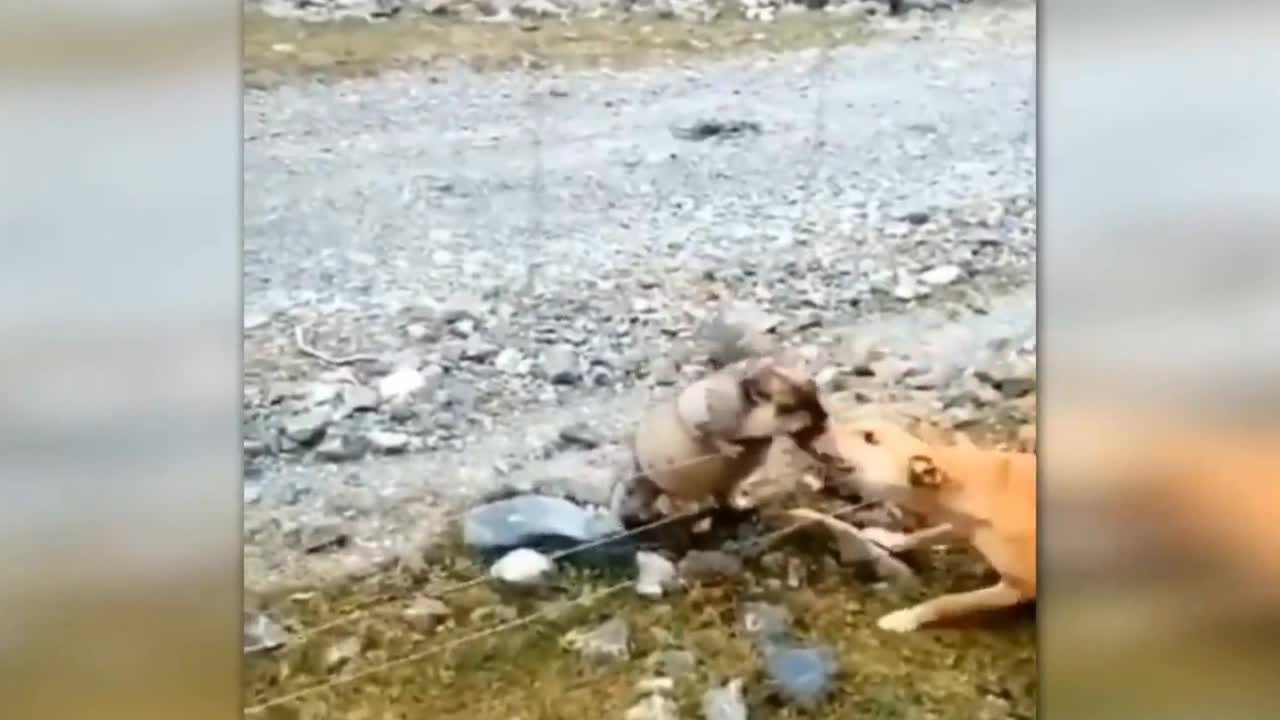 smart beaver knows where to attack the dog