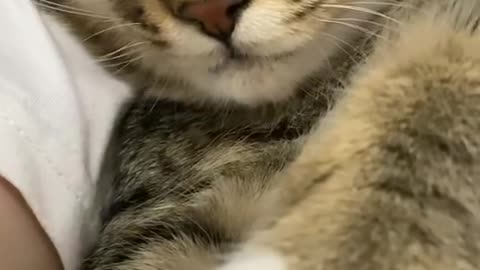 The cute cat sleeping