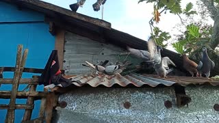 Pigeon eating at The Top of the Roof