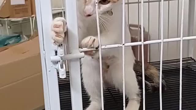 Gata fugiu
