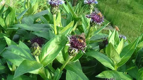 A big german Bumblebee and some small Bees collect nectar from flowers. May 28,2021 VIDEO