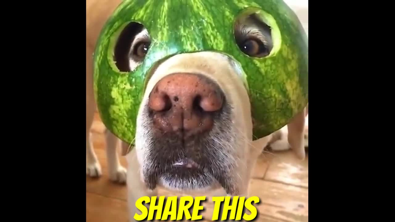 Cute Dog is Eating - Funny Cute Dog