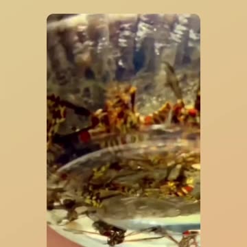 Use Gasoline to remove insects from dangerous places