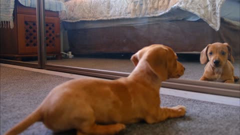 Small dog playing with its own reflection in the mirror.