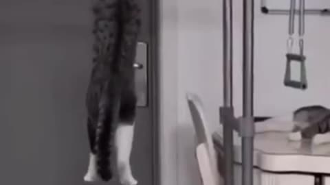 Cat Funny Video