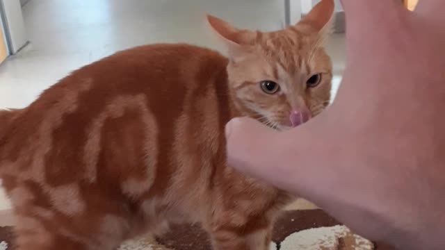 point your finger to the cat and see what happens 🤣🤣🤣🤣