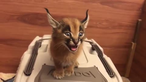 Apparently Caracal kittens sound like laser beams