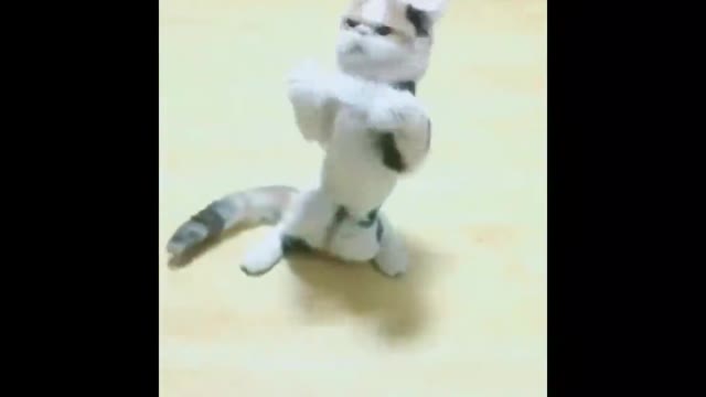 Omg! This cat can dance. Come on! music.