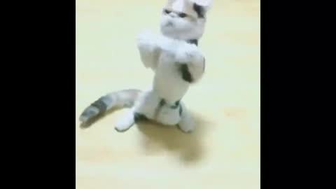 Omg! This cat can dance. Come on! music.