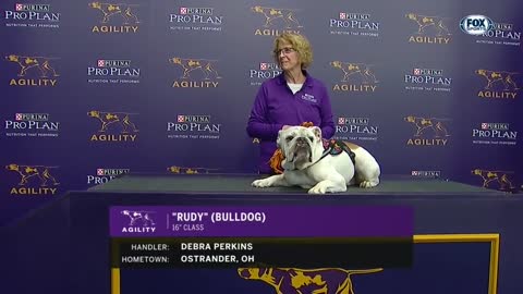 RUDY THE WONDER DOG WKC MASTER AGILITY