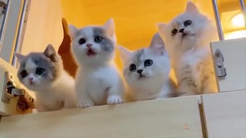 Baby Cats - Cute and Funny Cat Videos Compilation