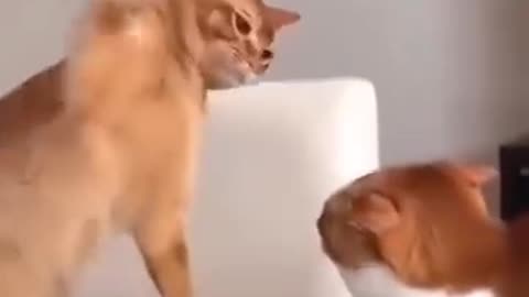 The funniest animal video 2024🐱🤣 try not to laugh 🤣