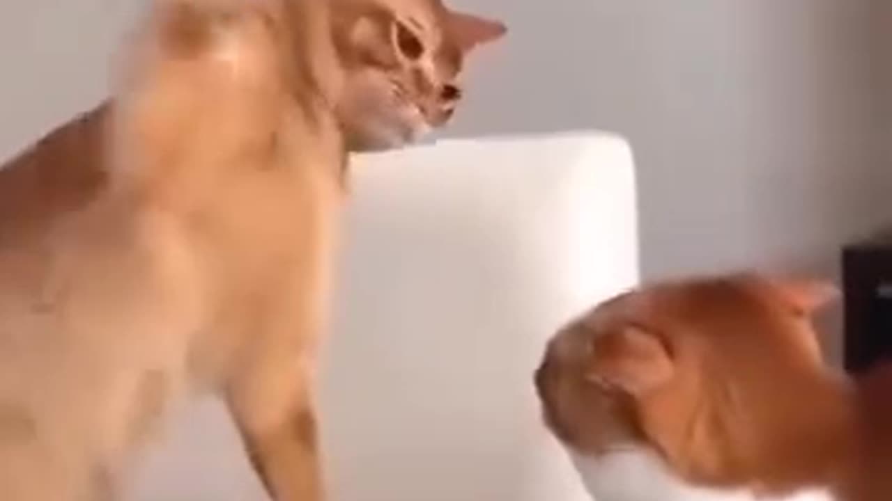 The funniest animal video 2024🐱🤣 try not to laugh 🤣