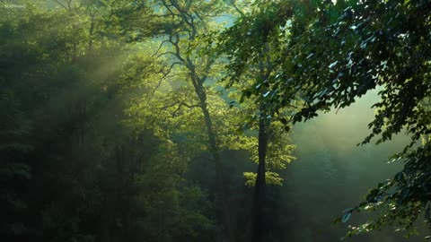 Beautiful relaxing music • Piano music and guitar music Sunny Mornings by Peder B. Helland
