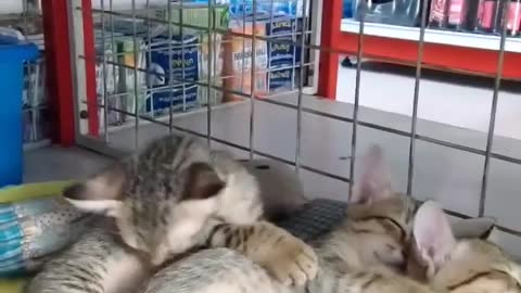 The cats go to bed obediently.