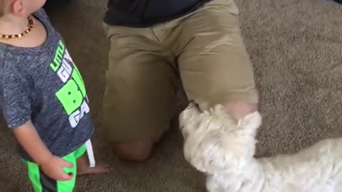 Perro conoce a bebé recién nacido. Le roba su gorro