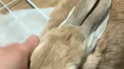 Stroke bunny’s head