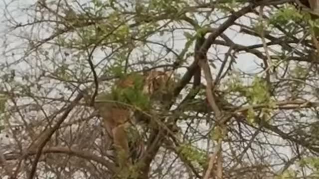 Tiger Attack Monkey On Tree ! Animals Video ! Wild Animals ! Monkey Video ! Tiger Video ! #Shorts --