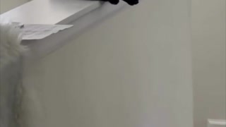 Adopting a Cat from a Shelter Vlog - Precious Piper Finds a Perfect Spot #shorts