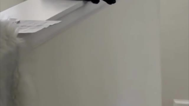 Adopting a Cat from a Shelter Vlog - Precious Piper Finds a Perfect Spot #shorts