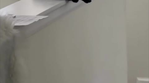 Adopting a Cat from a Shelter Vlog - Precious Piper Finds a Perfect Spot #shorts