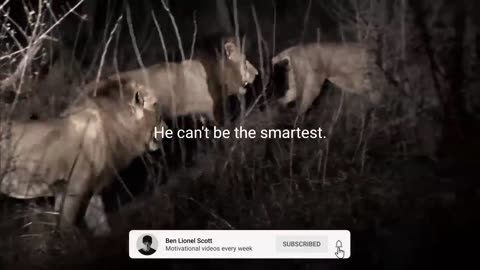 Leadership (Lion Mentality)