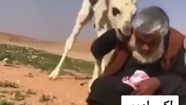 Rumble / Animals / Grandpa playing with baby camel