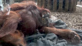 Orangutan adorably makes her bed and settles down to nap