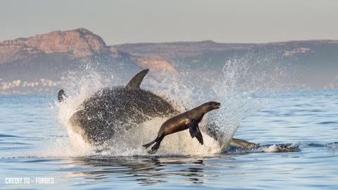 The Great White Shark: Fascinating Facts About the Ocean’s Apex Predator