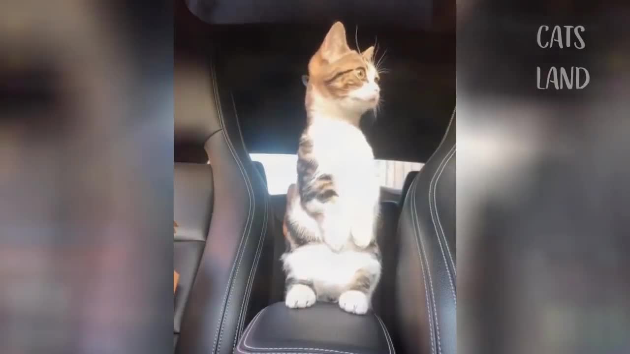 Funny cute dog & cat. OMG that is really funny moments.