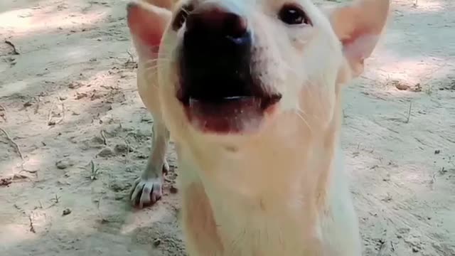 Dogs can play with balloons