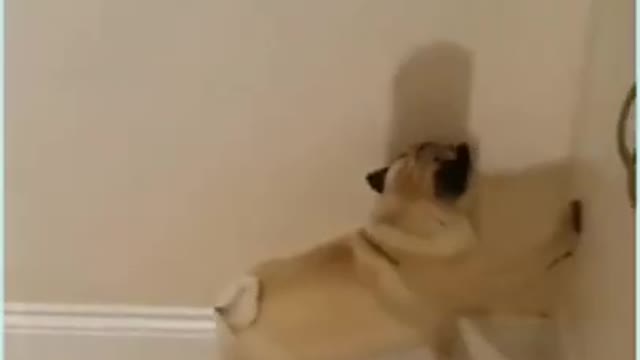 Hilarious dog, chasing shadows