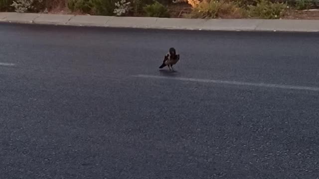 Bird Having Breakfast