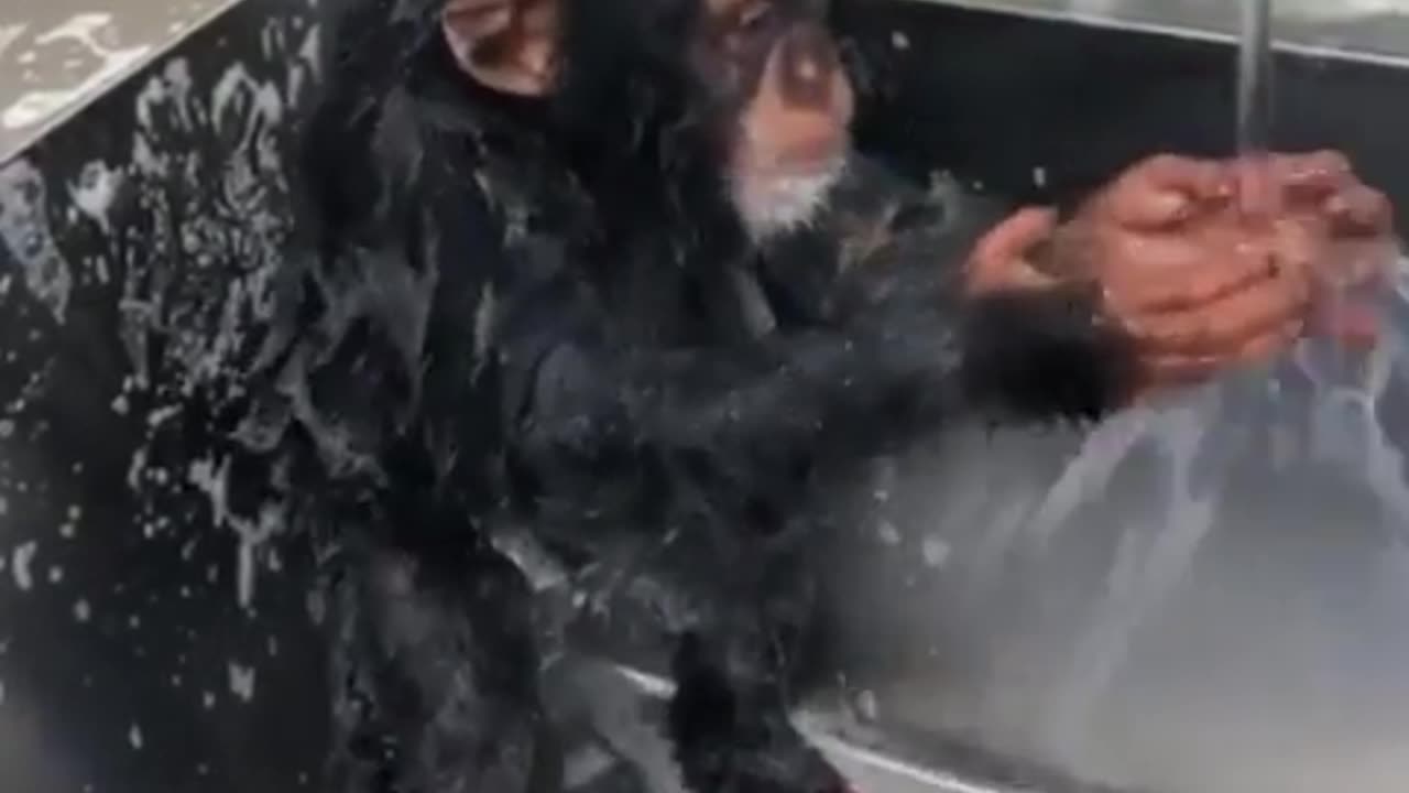 Monkey Washes Himself in Sink Funny animal videos | Cute animal videos | Funny dog&cat videos | Hilarious pet videos