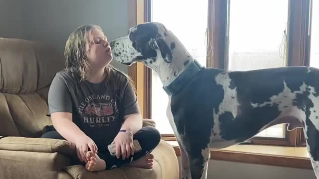 The Great Dane Video 44