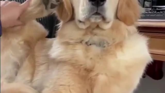 Dogo Phone